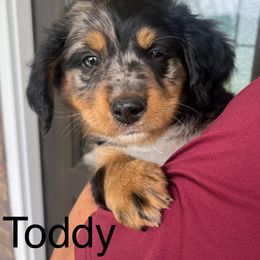Assorted Doodle Crosses and Bernedoodle Puppies from WS Doodles