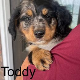 Assorted Doodle Crosses and Bernedoodle Puppies from WS Doodles