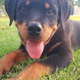 Rottweiler Puppies from Von Edlenhaus Rottweilers
