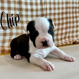 Chip - Seal brown male American Pit Bull Terrier puppy in Nine Mile Falls, Washington from Bartin Kennels
