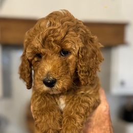 Pink collar girl - Red  female Goldendoodle puppy in Vian, Oklahoma from Dog Days Doodles