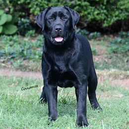 Labrador Retrievers from Chrismill Labradors