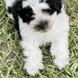 Australian Shepherds and Havanese from High Hills Aussies and Havanese