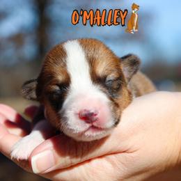 O'Malley - Sable and white male American Corgi puppy in Star City, Arkansas from T4 Farms