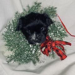 Havana Silk Dog Puppies from Joyful Heart Silks