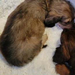 Dachshund Puppies from CLARK'S BREEDING PROGRAM