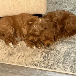 Tin Man - Red  male Goldendoodle puppy in Bells, Texas from Partridge Doodles and Poodles