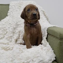 Light Pink Girl - Red female Redbone Coonhound puppy in Shreveport, Louisiana from BAFERD Kennels