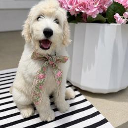 Harmony - Cream female Australian Labradoodle puppy in Upland, California from Kings Labradoodles