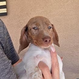 Rocky - Piebald male Dachshund puppy in Tucson, Arizona from Crowned Doxies