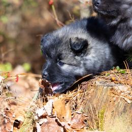 Pomsky Puppies from New World Pomskies