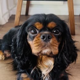 Cavalier King Charles Spaniel All Grown Up from Cavi Love