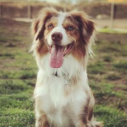 Australian Shepherds from Elemental Shepherds
