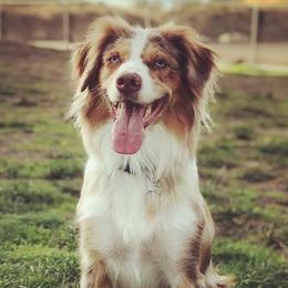 Australian Shepherds from Elemental Shepherds