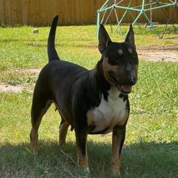 Ohana - Miniature Bull Terrier