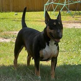 Ohana - Miniature Bull Terrier