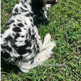 Dalmatian Puppies from Missouri Dalmatians