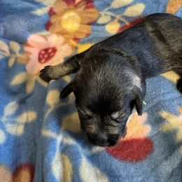 Miniature Schnauzer Puppies from Sweet Home Schnauzers