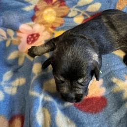 Miniature Schnauzer Puppies from Sweet Home Schnauzers