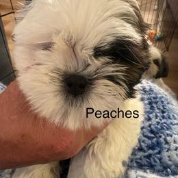 Peaches - Red and white female Shih Tzu puppy in Madras, Oregon from Maridee’s ShihTzu