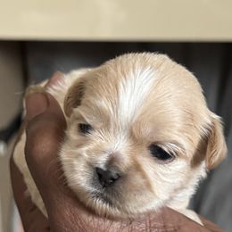 Maltese, Pomeranian, Shih Tzu, and Yorkshire Terrier Puppies from Gibbs Gorgeous Paws LLC