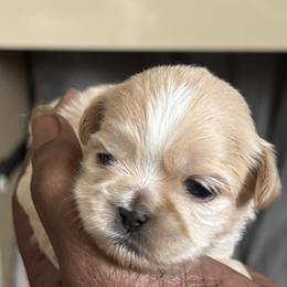 Maltese, Pomeranian, Shih Tzu, and Yorkshire Terrier Puppies from Gibbs Gorgeous Paws LLC