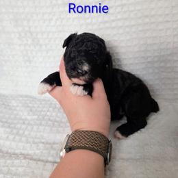 Ronnie - Black and white male Sheepadoodle puppy in Cornelia, Georgia from Yates Family Farm