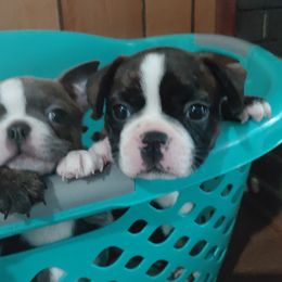 Dang - Seal brindle and white male Boston Terrier puppy in Brick, New Jersey from Meatloaf's Boston