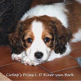 Nederlandse Kooikerhondje Puppies from Noble Pines Kooikerhondjes