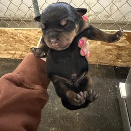 Male 1 - Black and tan male Rottweiler puppy in Mcminnville, Oregon from JHB Rottweilers