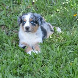 Australian Shepherd Puppies from Legacy Ranch Australian Shepherds