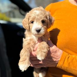 Wick - Apricot male Goldendoodle puppy in Wharton, Texas from Little Fur Friends