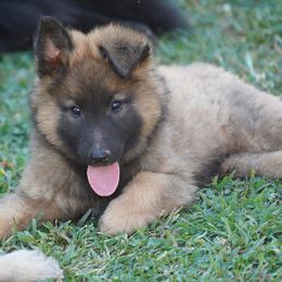 Rory - Mahogany and black male Belgian Tervuren puppy in South Point, Ohio from Aftershock Belgians