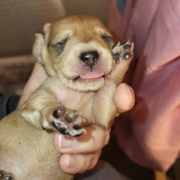 Girl 1 - Red female Dachshund puppy in Suffolk, Virginia from Mini Love Bugs