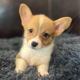 WM M2 - Red male Pembroke Welsh Corgi puppy in Stockton, Iowa from Infinity Corgis