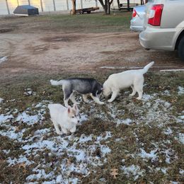 Siberian Husky Puppies from Spirit of the Moon Siberians