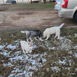 Siberian Husky Puppies from Spirit of the Moon Siberians