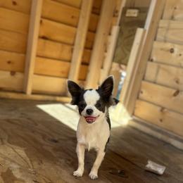 Chihuahua Puppies from Cloud9 Chihuahuas