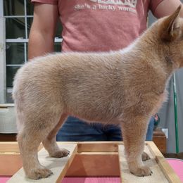 Arwen - Red speckled Australian Cattle Dog puppy in Mena, Arkansas from Red Desert Australian Cattle Dogs