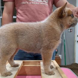 Arwen - Red speckled Australian Cattle Dog puppy in Mena, Arkansas from Red Desert Australian Cattle Dogs