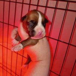 Boy 2 - Fawn male Boxer puppy in Pikeville, Kentucky from Boxers of Whispered Wishes