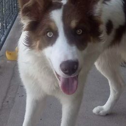 Border Collie Puppies from Manning BCs