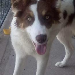 Border Collie Puppies from Manning BCs