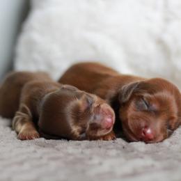 Ash AKC 3500.00 - Chocolate male Dachshund puppy in Krum, Texas from Tired Chef Dachshunds