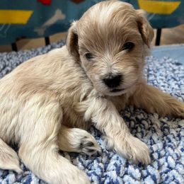 Grey tie - Parti male Maltipoo puppy in Clarksville, Tennessee from Bee Mine Poodles, Doodles and Pomeranians