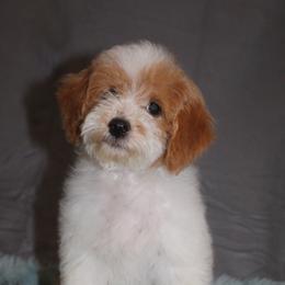 Hercules - Parti male Poodle puppy in Loretto, Tennessee from K Kountry Farm