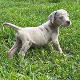 Sil - Merle male Great Dane puppy in Florida from Beachside Kennels