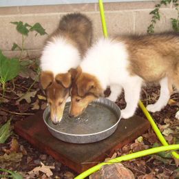 Collies from Whites Collies