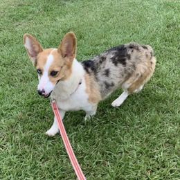 Pig - American Corgi