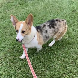 Pig - American Corgi